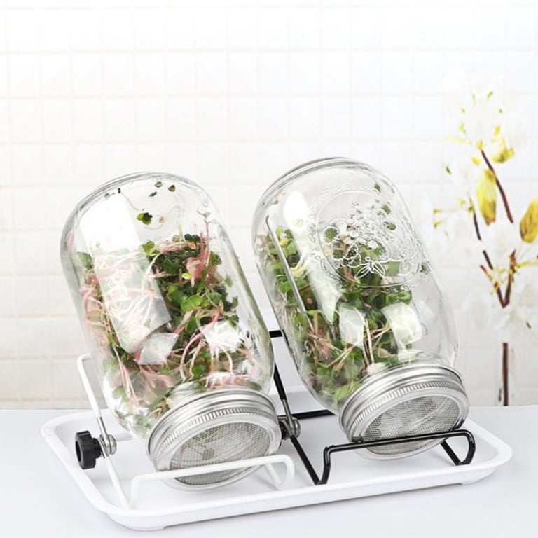 Mason Jar Sprouting Kit with Stainless Steel Stand | Home Sprouts