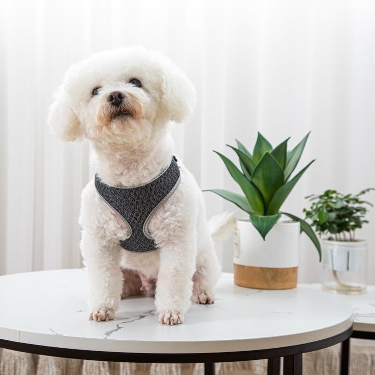 Reflective Vest-Style Dog Walking Harness | Safe Breathable Comfort thumbnail 6