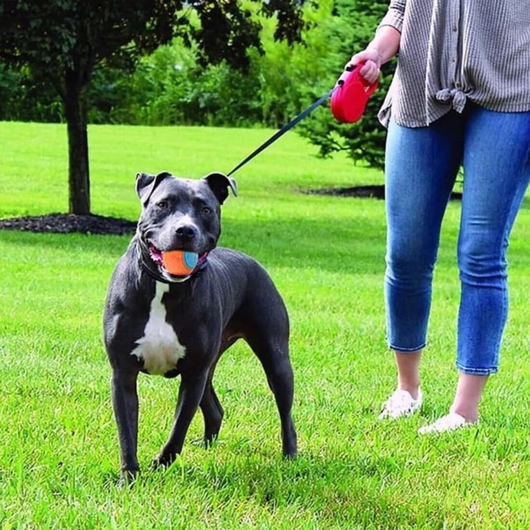 Scooby-Doo Squeaky Dog Balls Set of 8 | Teeth Cleaning Interactive Toys thumbnail 11