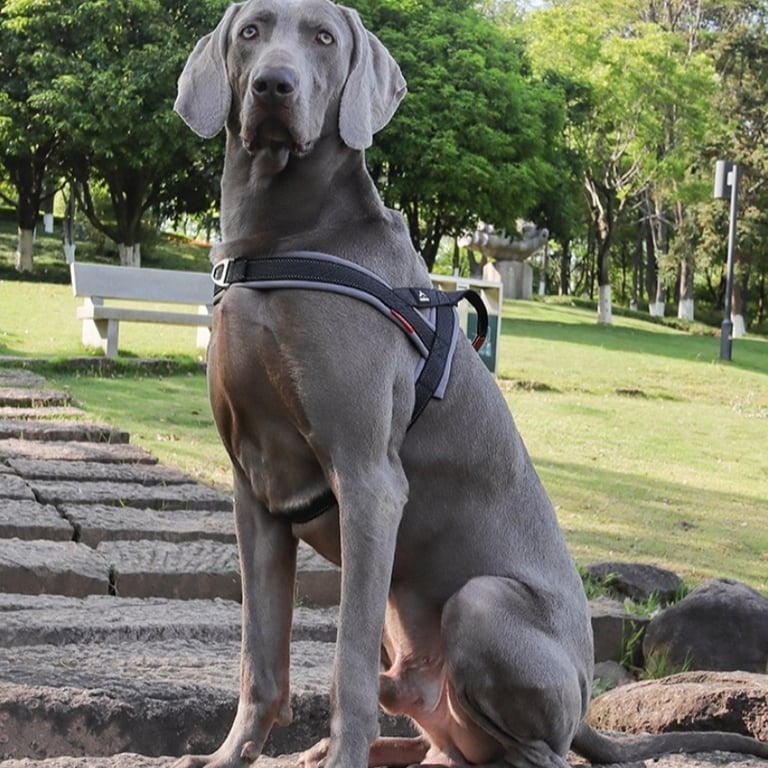 Explosion-Proof Dog Harness with No-Pull Chest Strap | Captain Fam thumbnail 1